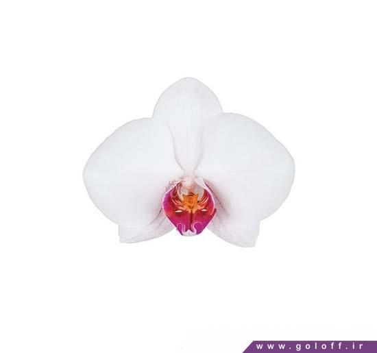 گل ارکیده فالانوپسیس هالیفکس - Phalaenopsis Orchid | گل آف